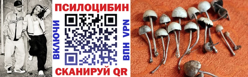где купить наркоту Вышний Волочёк Псилоцибиновые грибы Psilocybe